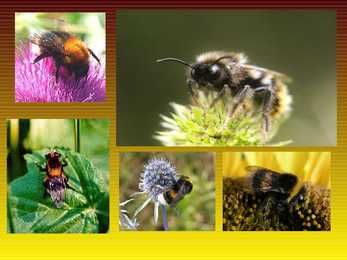 Kimalane-Bombus #6