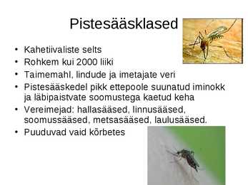 Sääsed #4