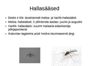 Sääsed #5