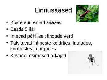 Sääsed #6