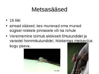 Sääsed #7