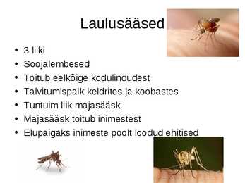 Sääsed #8
