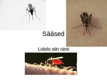 Sääsed