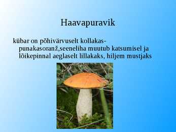 Seened esitlus #19