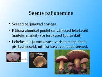 Seened esitlus #5