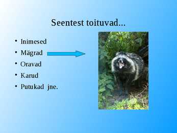 Seened esitlus #8