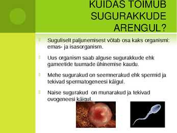 Inimese munaraku viljastumine #2