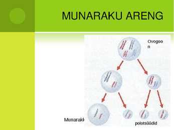 Inimese munaraku viljastumine #6