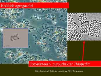 Bakterite kujurühmad #13