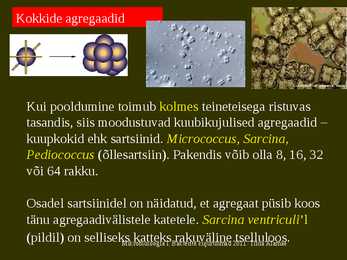 Bakterite kujurühmad #14