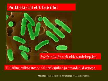 Bakterite kujurühmad #18