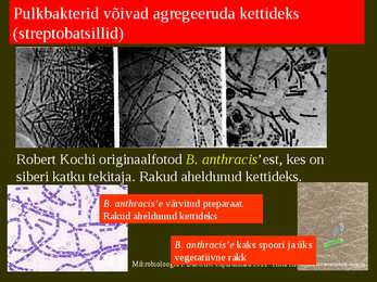 Bakterite kujurühmad #20