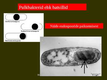 Bakterite kujurühmad #22