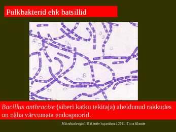 Bakterite kujurühmad #23