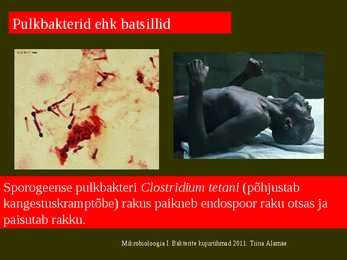 Bakterite kujurühmad #24