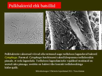 Bakterite kujurühmad #25