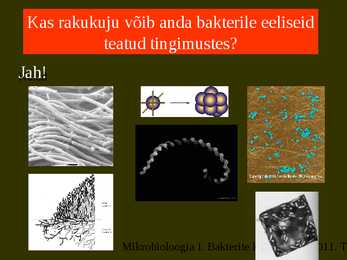 Bakterite kujurühmad #4