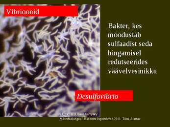 Bakterite kujurühmad #31