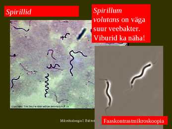 Bakterite kujurühmad #34