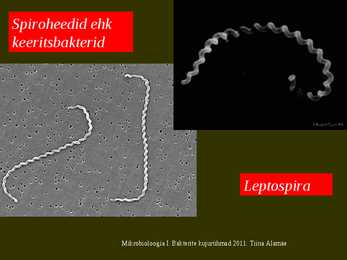 Bakterite kujurühmad #36