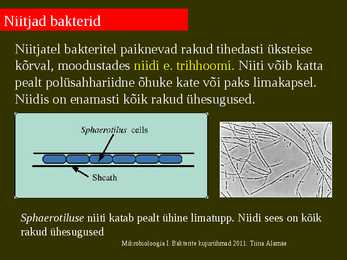 Bakterite kujurühmad #38