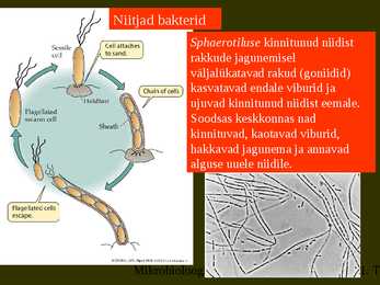 Bakterite kujurühmad #39