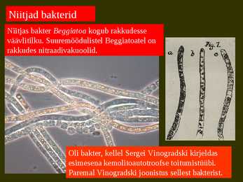 Bakterite kujurühmad #43