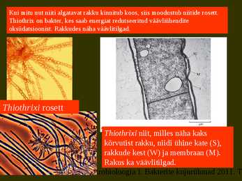 Bakterite kujurühmad #44