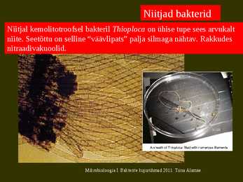 Bakterite kujurühmad #45