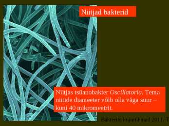 Bakterite kujurühmad #46