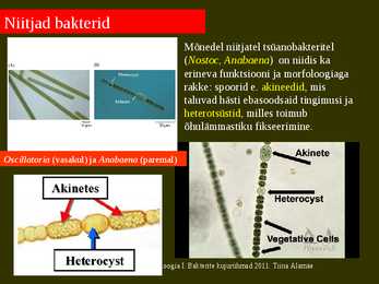 Bakterite kujurühmad #47