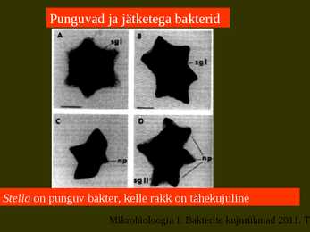 Bakterite kujurühmad #51