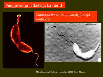 Bakterite kujurühmad #52