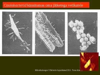 Bakterite kujurühmad #53