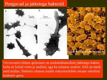 Bakterite kujurühmad #56