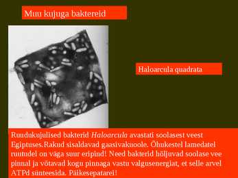 Bakterite kujurühmad #58
