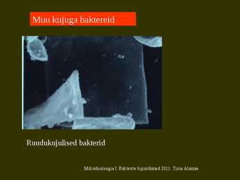 Bakterite kujurühmad #59