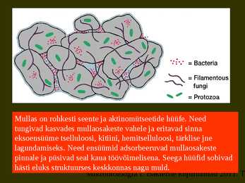 Bakterite kujurühmad #61