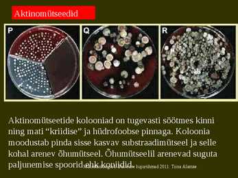 Bakterite kujurühmad #64