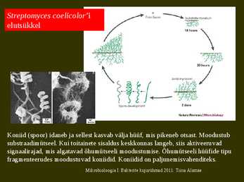 Bakterite kujurühmad #69