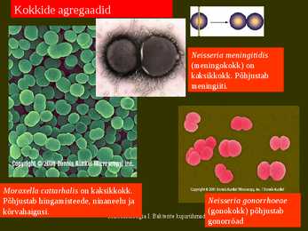 Bakterite kujurühmad #8