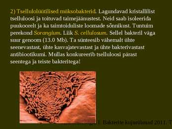 Bakterite kujurühmad #81