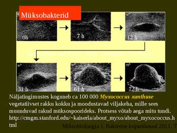 Bakterite kujurühmad #83