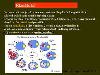 Bakterite kujurühmad #86