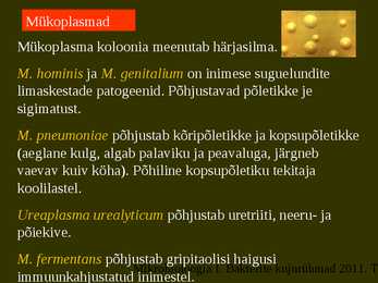 Bakterite kujurühmad #90