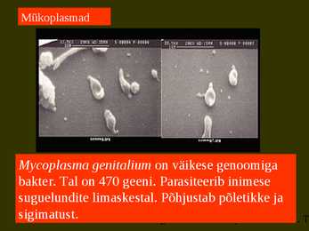 Bakterite kujurühmad #91