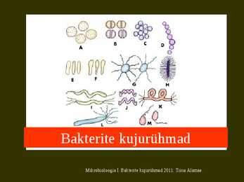 Bakterite kujurühmad