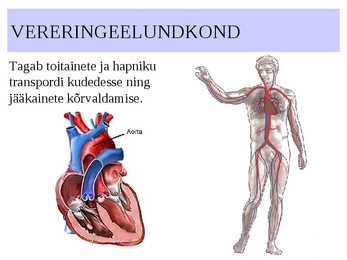 ELUNDKONNAD #8