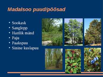 Madalsoo ülevaade #8
