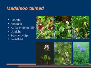 Madalsoo ülevaade #9